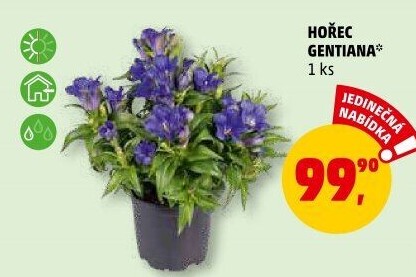 Hořec - Gentiana