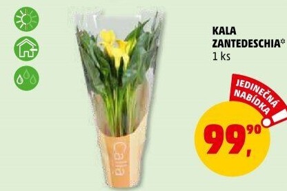 Kala - Calla
