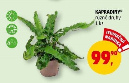 Kapradina