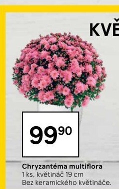 Chrysanthemum - Chryzantéma