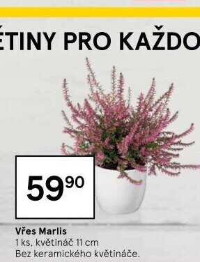 Vřes - Calluna