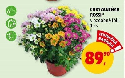 Chrysanthemum - Chryzantéma