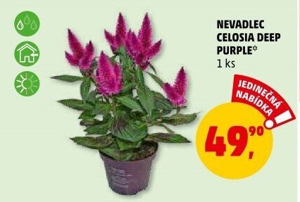 Nevadlec - Celosie