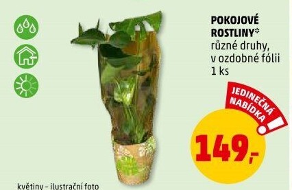 Pokojové rostliny