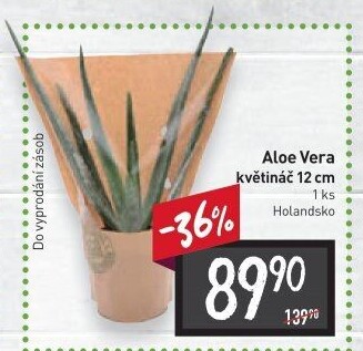 Aloe vera