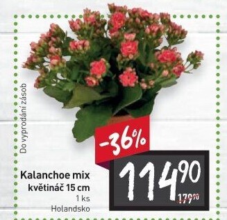 Kalanchoe - Kolopejka