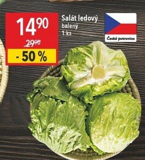 Salát ledový
