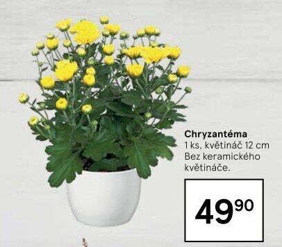Chrysanthemum - Chryzantéma