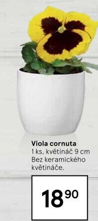 Maceška - Viola