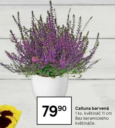 Vřes - Calluna