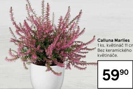 Vřes - Calluna