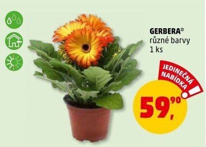 Gerbera