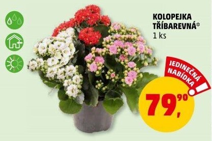 Kalanchoe - Kolopejka