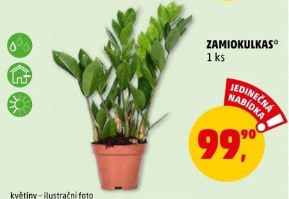 Zamioculcas - Zamiokulkas