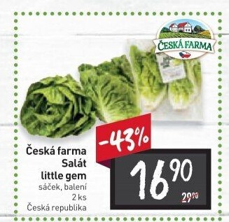 Salát little gem Česká farma