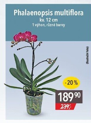 Orchidej