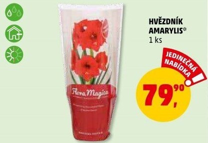 Amarylis - Hvězdník
