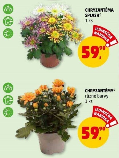 Chrysanthemum - Chryzantéma