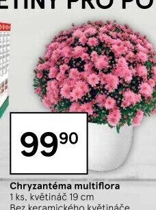 Chrysanthemum - Chryzantéma
