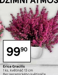 Vřesovec - Erica