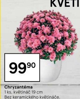 Chrysanthemum - Chryzantéma