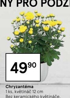 Chrysanthemum - Chryzantéma