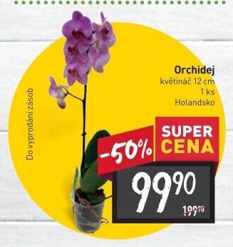 Orchidej