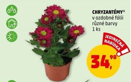 Chrysanthemum - Chryzantéma