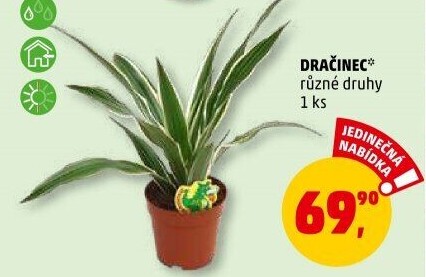 Dracena