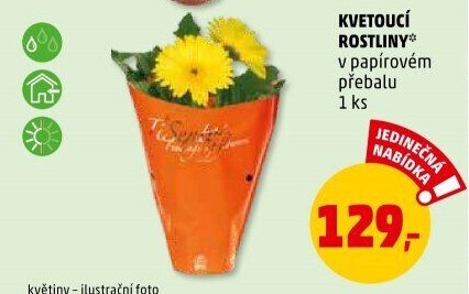 Mix kvetoucích rostlin