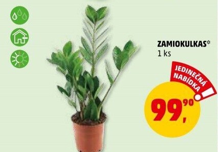 Zamioculcas - Zamiokulkas