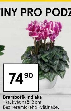 Cyclamen - Brambořík
