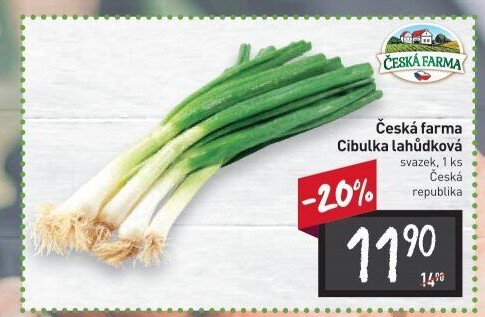 Jarní cibule svazek Česká farma