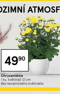 Chrysanthemum - Chryzantéma