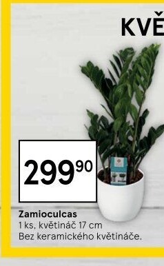 Zamioculcas - Zamiokulkas