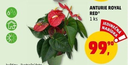 Anturie