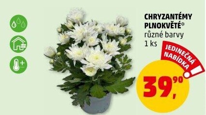 Chrysanthemum - Chryzantéma