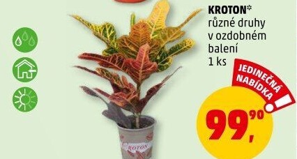Croton - Kroton