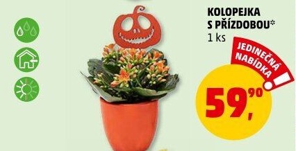 Kalanchoe - Kolopejka