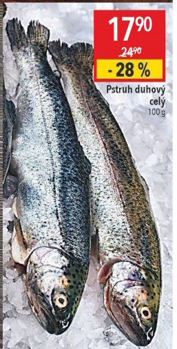 Pstruh duhový