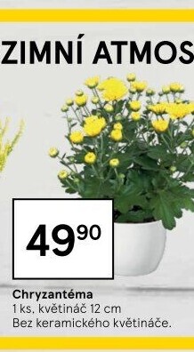 Chrysanthemum - Chryzantéma