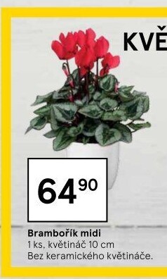 Cyclamen - Brambořík