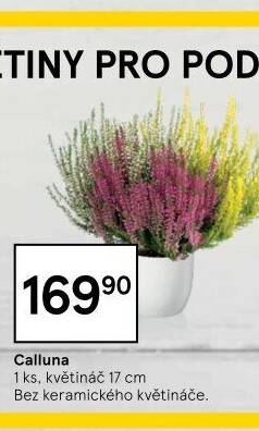 Vřes - Calluna