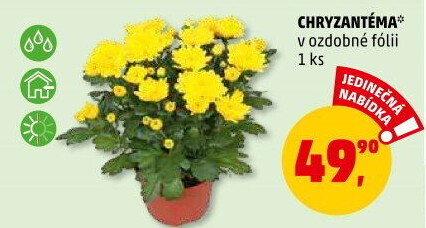 Chrysanthemum - Chryzantéma