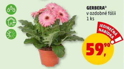 Gerbera