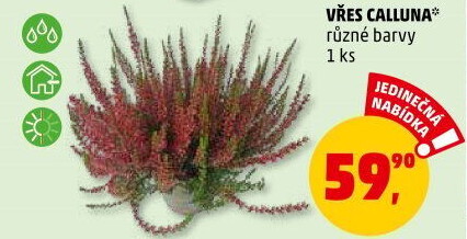 Vřes - Calluna