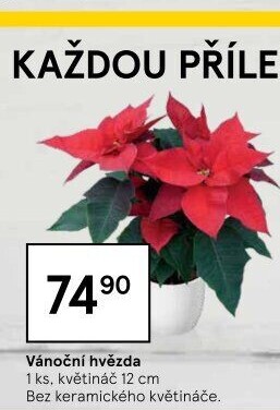 Vánoční hvězda
