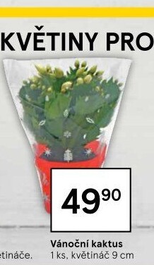 Vánoční kaktus - Schlumbergera