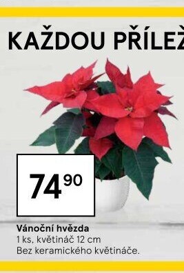 Vánoční hvězda