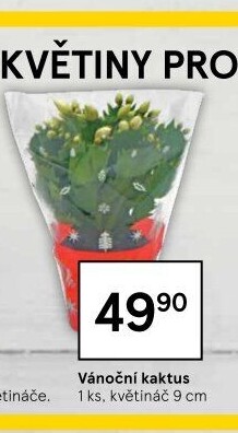 Vánoční kaktus - Schlumbergera